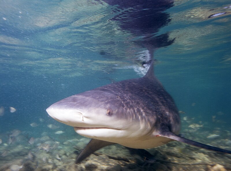 File:Bull shark (2007).jpg