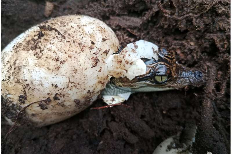 A group of 60 rare Siamese crocodiles have hatched in Cambodia, boosting hopes for one of the world's most endangered reptiles