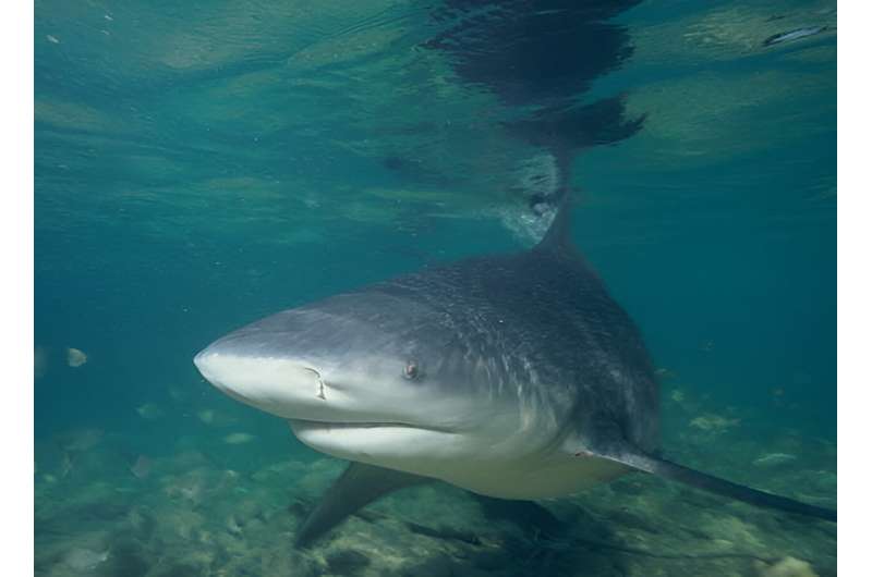 Baby bull sharks are thriving in Texas and Alabama bays as the Gulf of Mexico warms