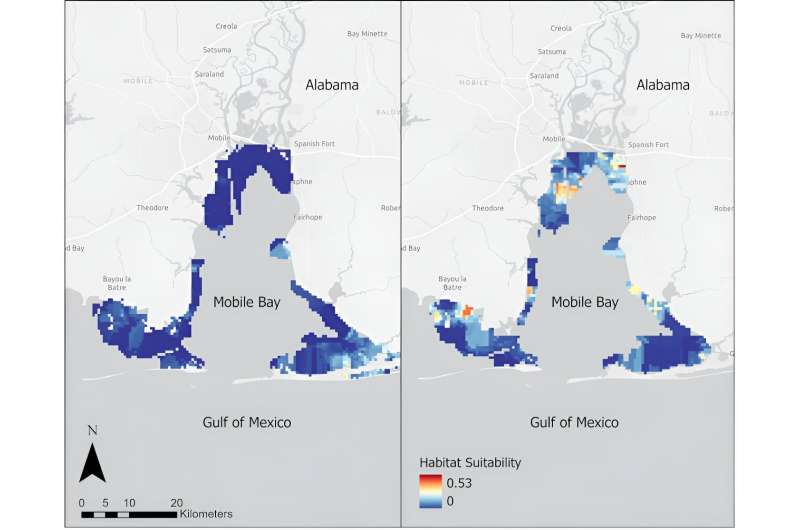 Baby bull sharks are thriving in Texas and Alabama bays as the Gulf of Mexico warms