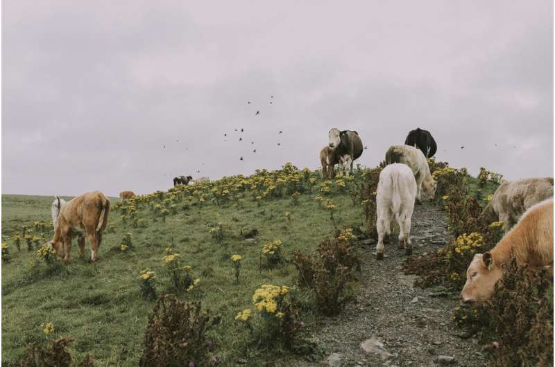 cows methane