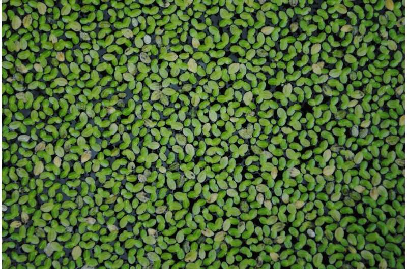 duckweed