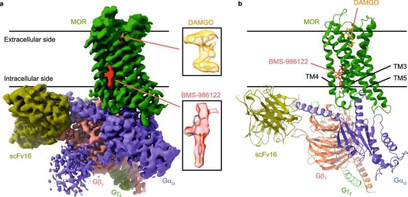 Dynamic view of opioid receptor could refine pain relief