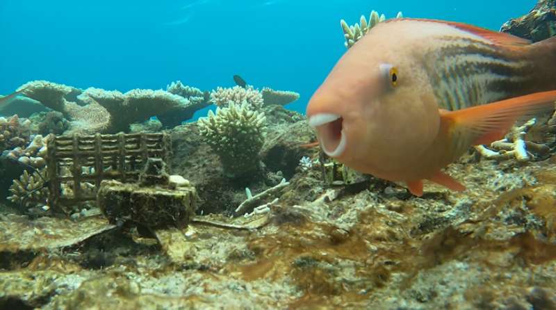 Fish barriers may aid baby corals in reef recovery