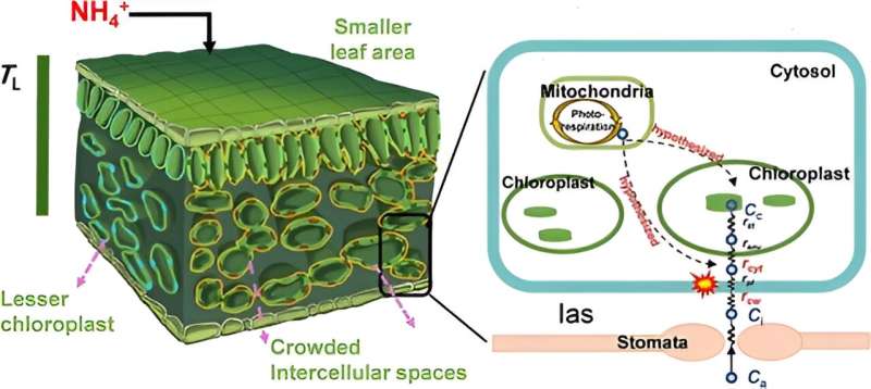 From roots to leaves: the nitrogen connection to photosynthetic efficiency