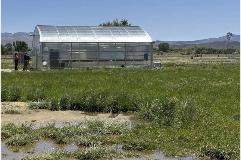 Green agendas clash in Nevada as company grows rare plant to help it survive effects of a mine