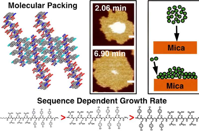 Influence of peptoid sequence on the mechanisms and kinetics of 2D assembly