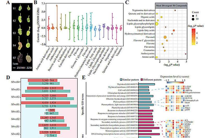 Mulberry mystery solved: Genetic insights into anthocyanin richness