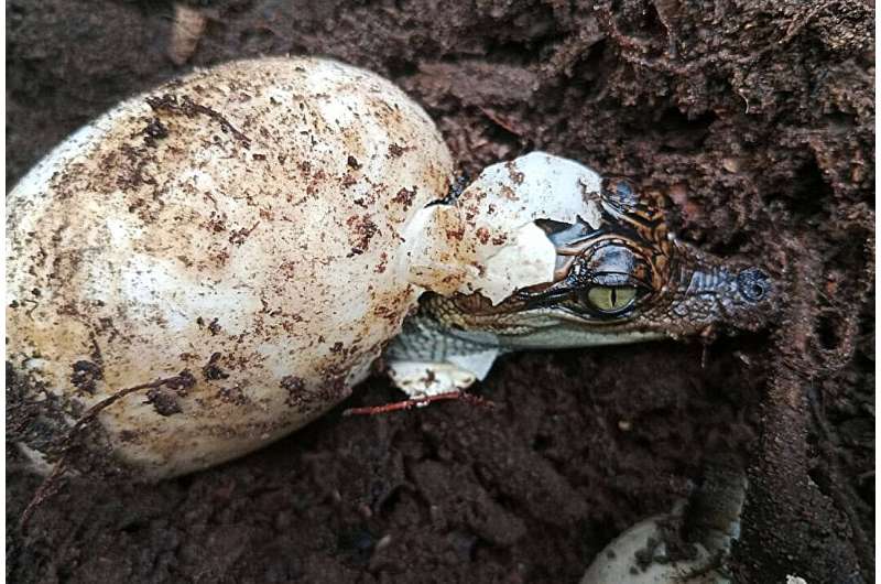 New hope for critically endangered Siamese crocodile