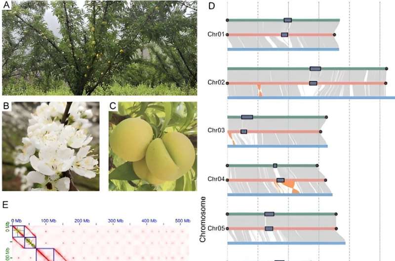 Peeling back the genetic layers of stone fruit domestication