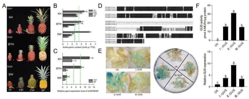 Pineapple peel's red secret: scientists uncover the molecular mechanism behind its color