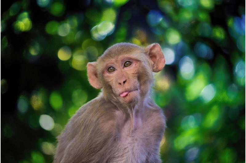 rhesus macaque