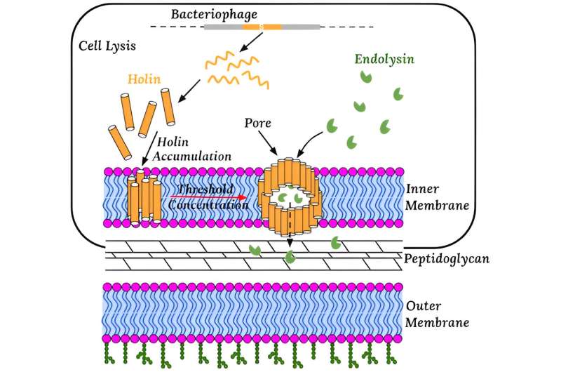 Rice researchers unveil secrets behind viral precision