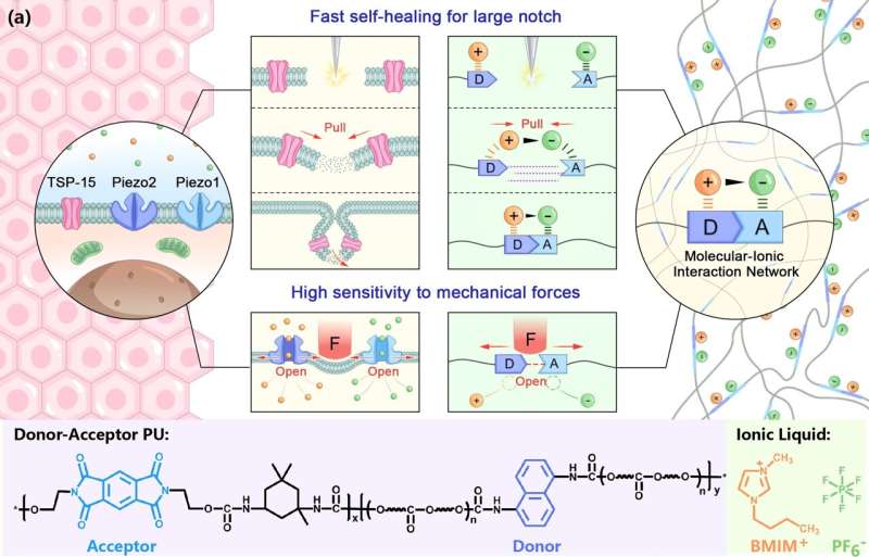 Scientists Develop Novel Iontronic Skin with Excellent Self-healing Efficiency and Sensitivity