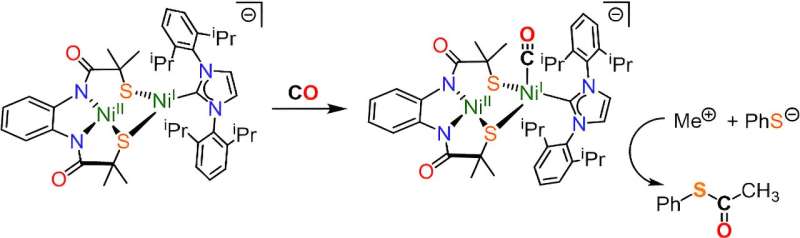 Scientists replicate enzyme that captures carbon