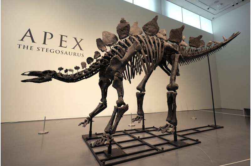 Stegosaurus fossil fetches nearly $45M, setting record for dinosaur auctions