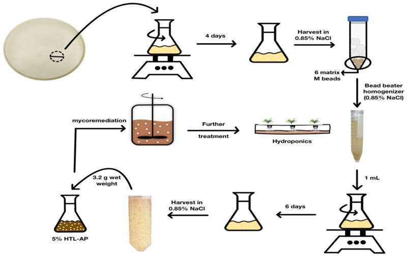 Studies explore converting wastewater to fertilizer with fungal treatment