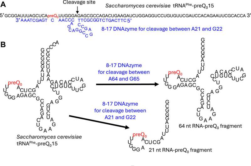 The discovery of a tRNA modification enzyme that also acts on nucleosides