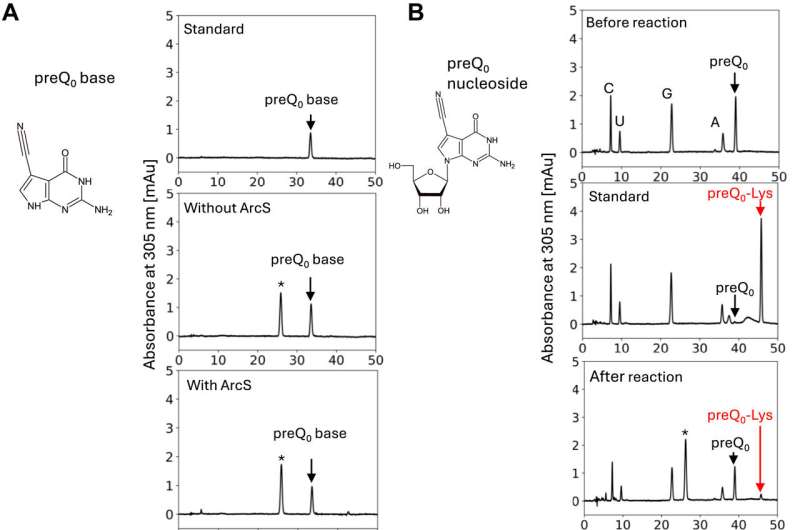 The discovery of a tRNA modification enzyme that also acts on nucleosides