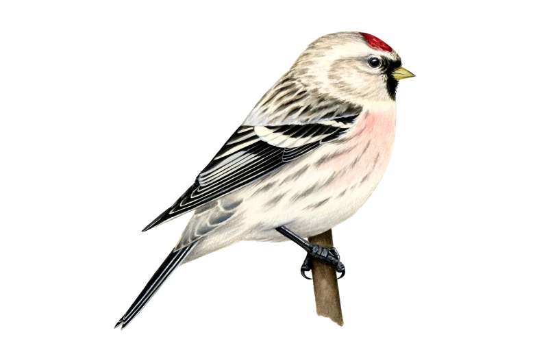 The redpoll finch saga: How two bird species just became one | CU Boulder Today