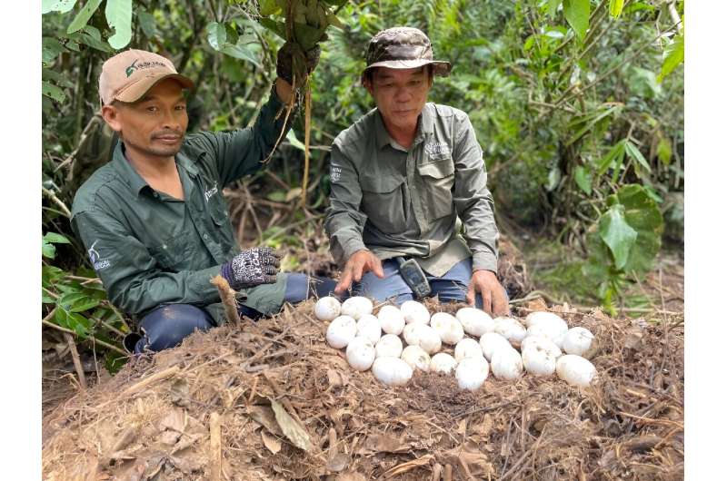 Wardens from the crocodile conservation team watch over baby Siamese crocodiles eggs in Cardamom National Park