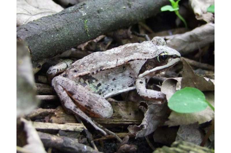 Wood frog