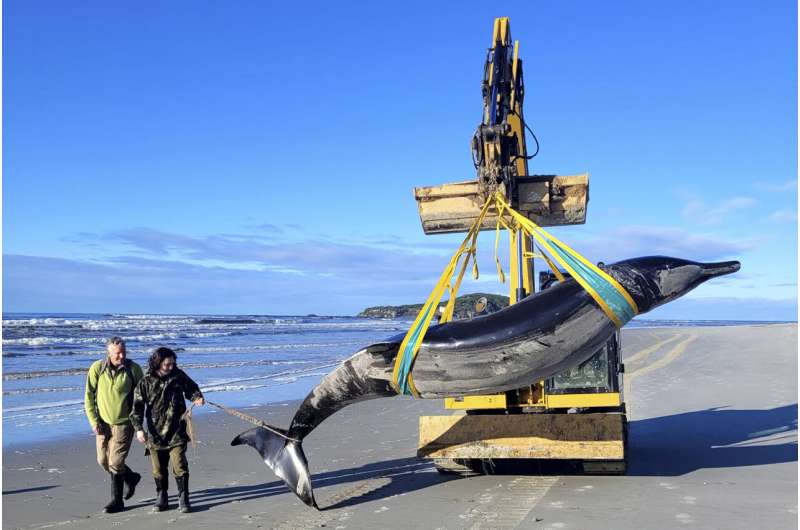 World’s rarest whale may have washed up on New Zealand beach, possibly shedding clues on species