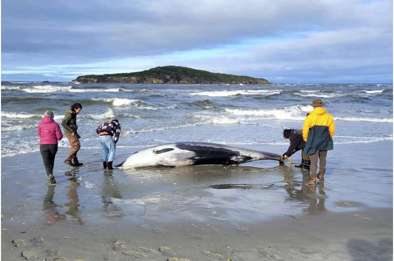 World’s rarest whale may have washed up on New Zealand beach, possibly shedding clues on species